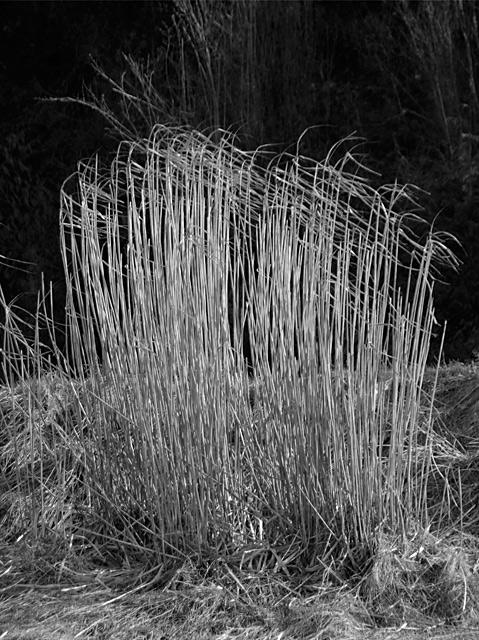 Wind grass