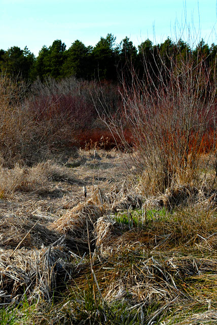 Rithet's Bog II