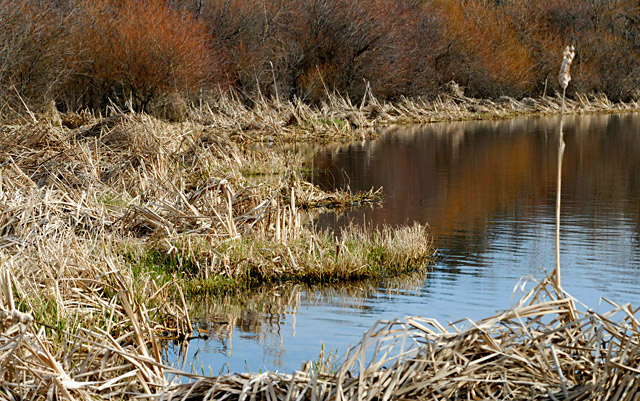 Bog's edge, Winter