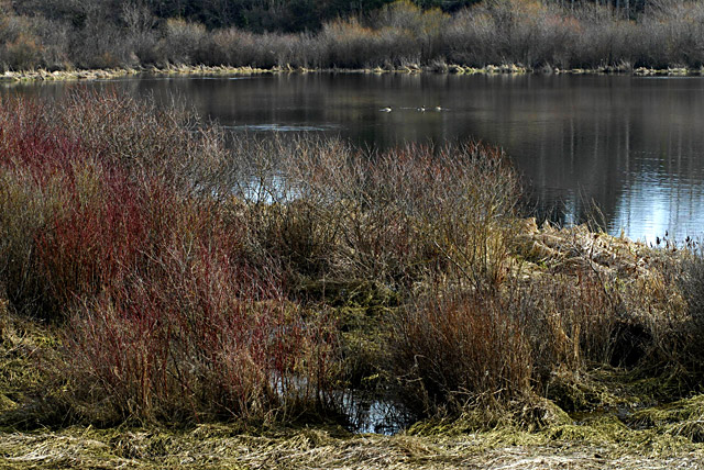Edge of Rithet's Bog