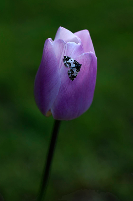 Tulip and Geometer Moth