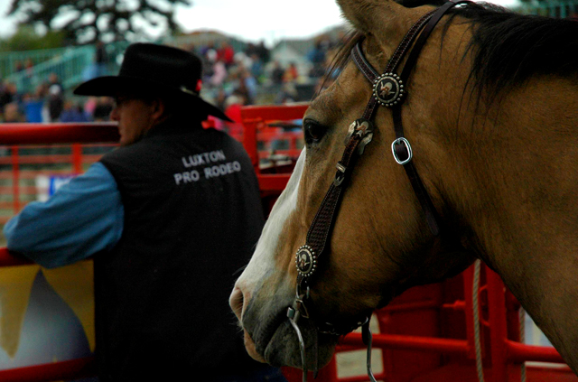 Luxton Pro Rodeo