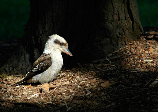 Laughing Kookaburra