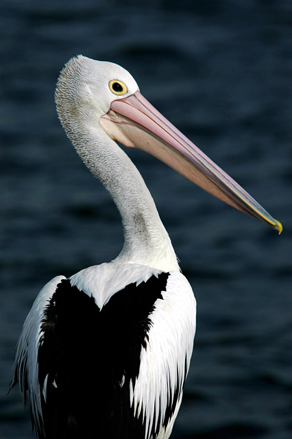 Australian Pelican