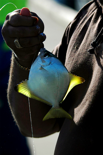 Fijian fish fry