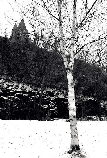 Parliament Birch