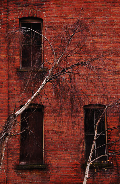 Birches and Brick