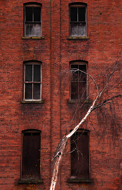 Birch and Brick