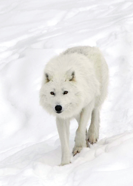 arctic wolf 2