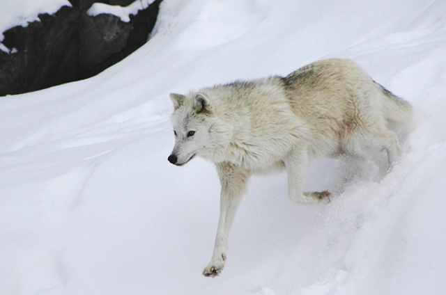 arctic wolf 