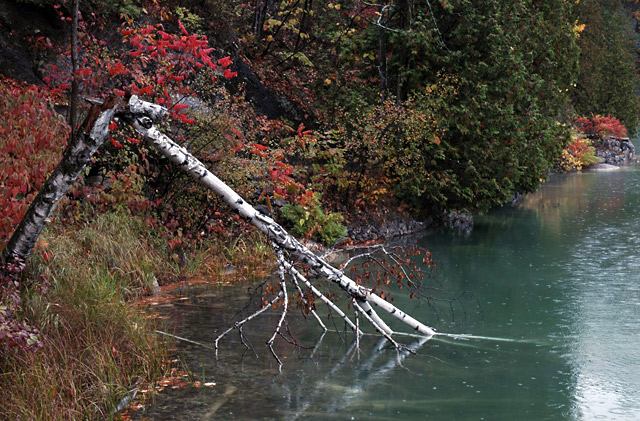 Rainy Day Birch