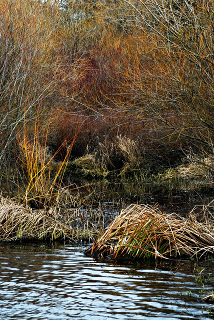 Rithet's waters