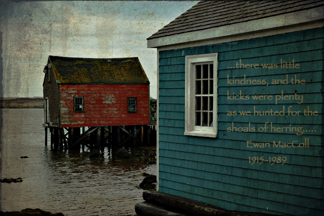 Shoals of herring