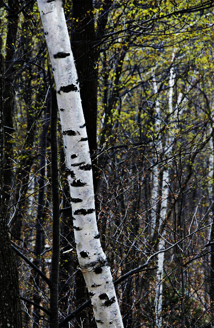 Spring Birch