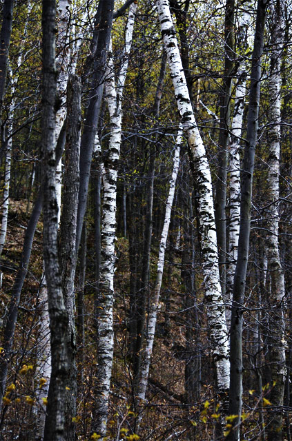 Mixed Birch Forest