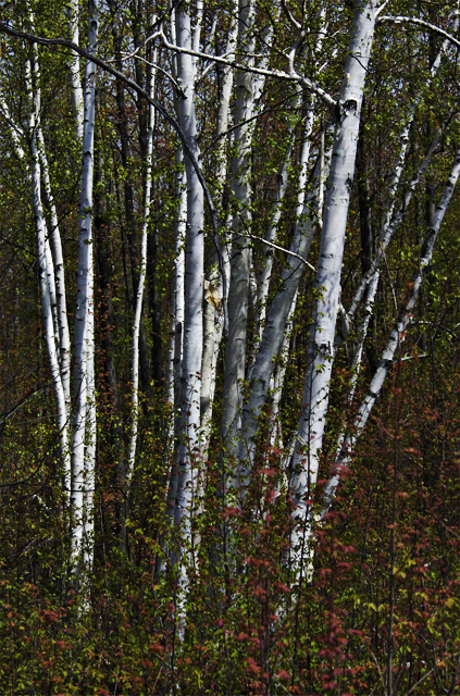 Birch Grove