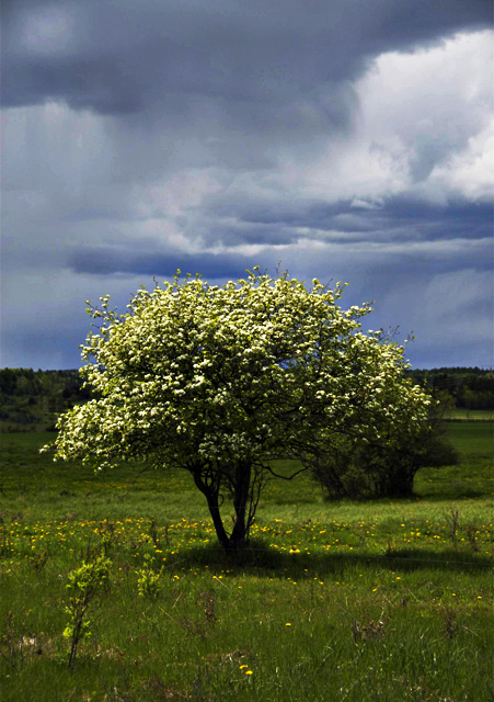 Hawthorne shower