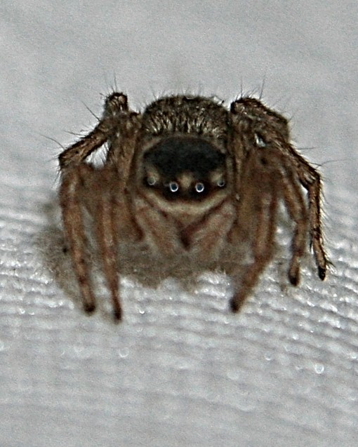 spider.jpg