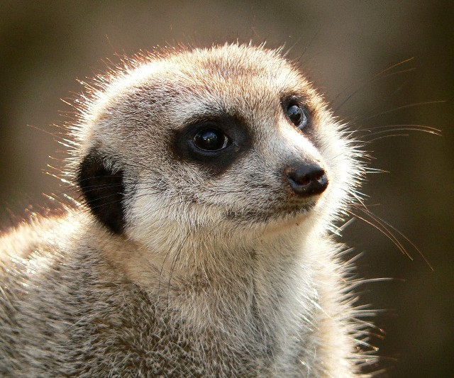 meerkat640.jpg