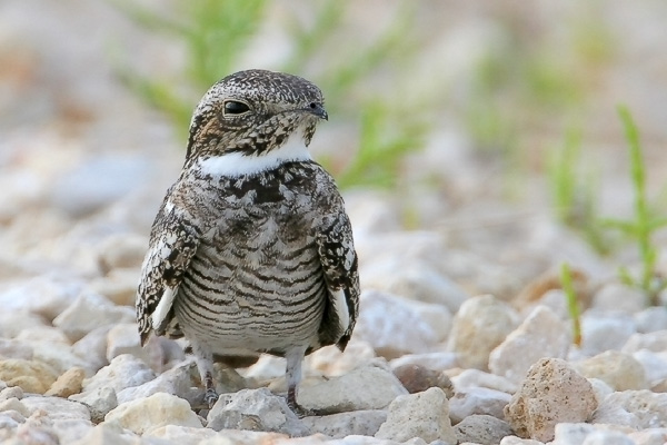 Common nighthawk