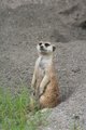Meercat