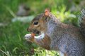 Hungry Squirrel