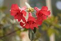Red Bell Flower
