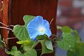 Blue Flower (Unsharpen mask)