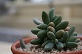 Rocky Cactus