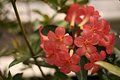 Orange Pinky Flower