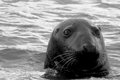 Seal