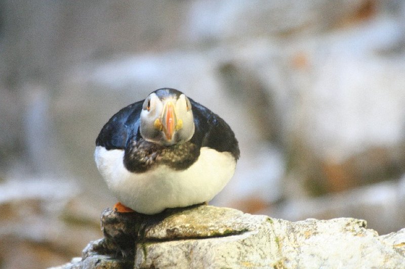 Puffin