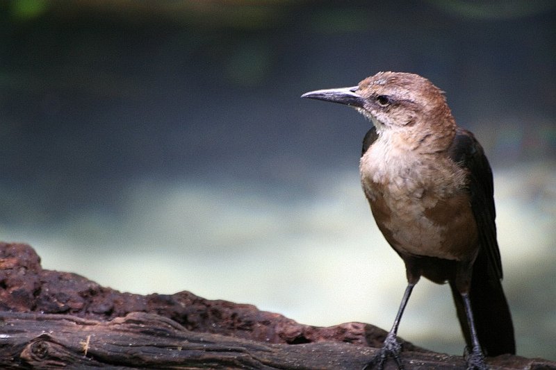 Bird