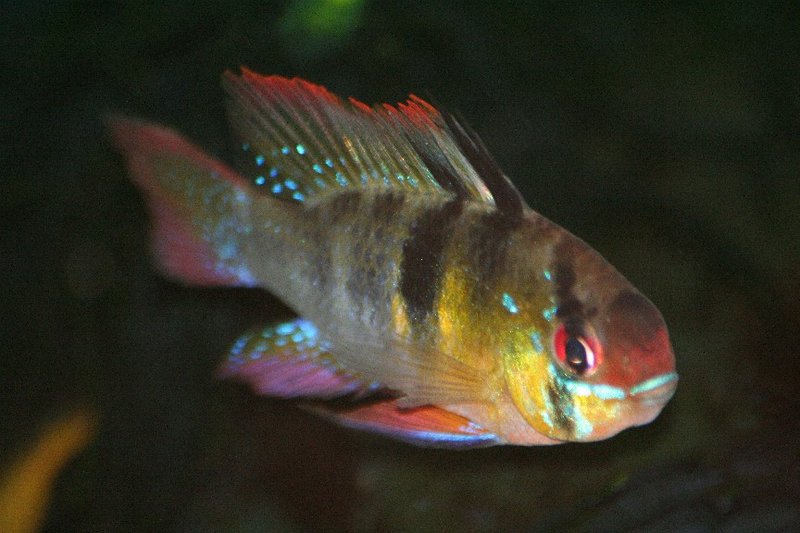 Blue Ram