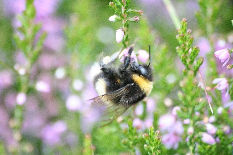Bumble Bee