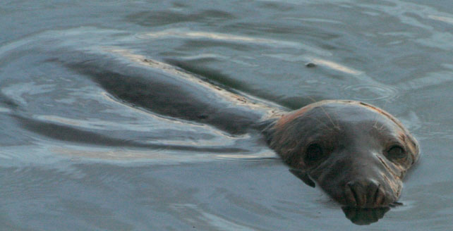 Seal