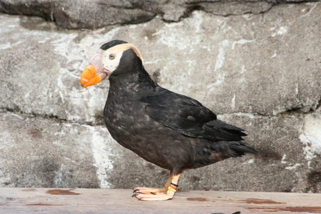 Handsome Puffin.jpg