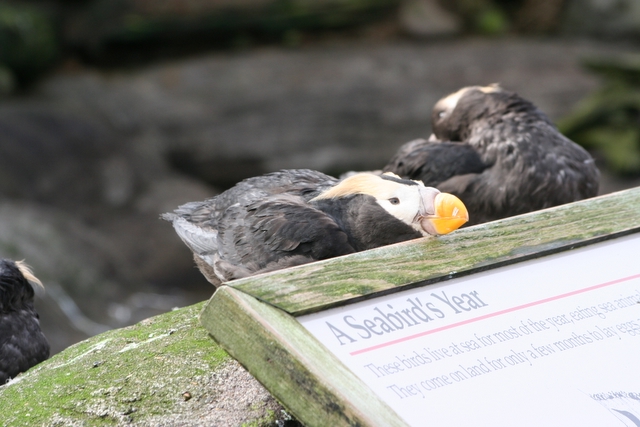 Lazy Happy Puffin.jpg