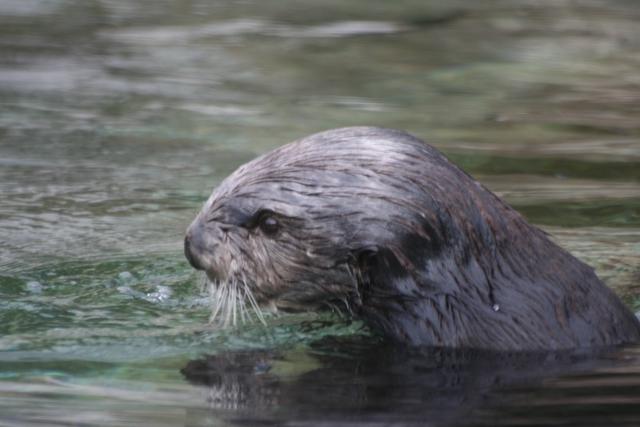 Sea Otter.jpg