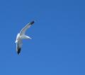 Seagull #2