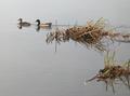 Ducks #1