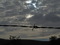 Barbed Wire