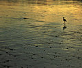 Sandpiper
