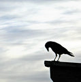 The Crow