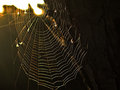 Golden Web