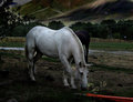 Sun-Valley-Horse-2.jpg