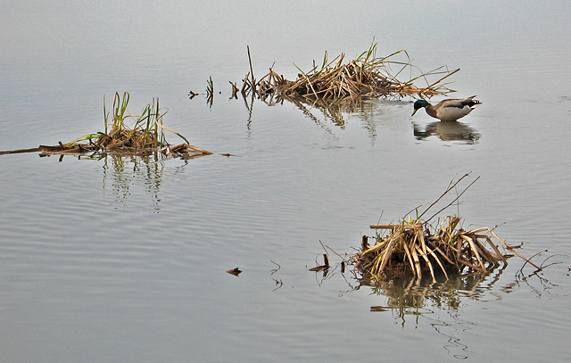 Ducks #2
