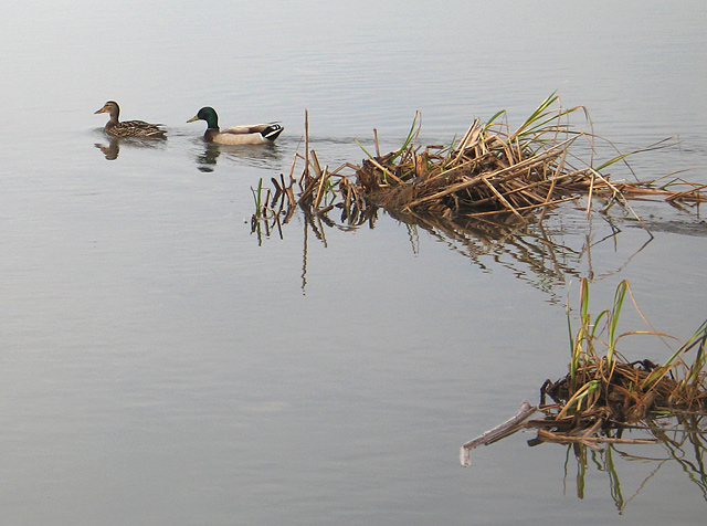 Ducks #1