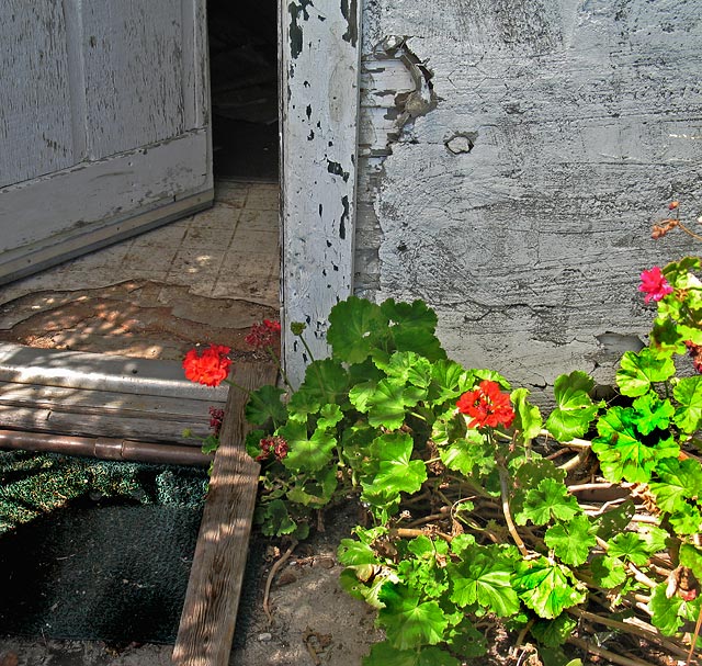 Beauty Among the Ruin