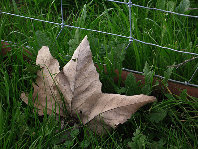 Wire Leaf